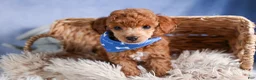 Toy Poodle dogs for sale: Tucker - Ad 26