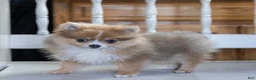 Pomeranian dogs for sale: Jessica - Ad 1