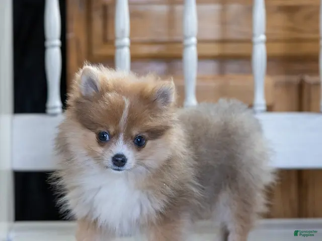 Pomeranian dogs Jessica - Ad 1