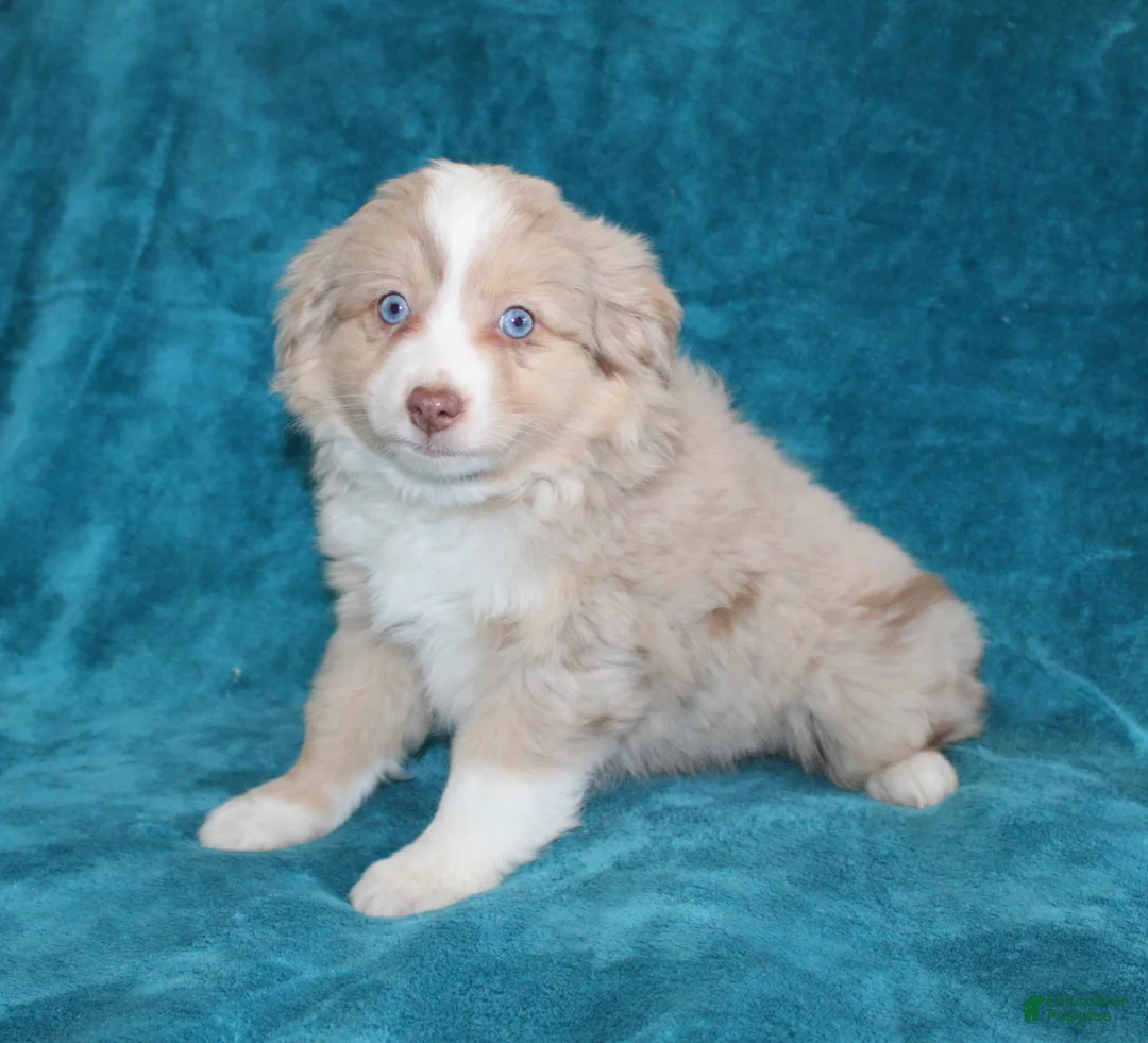 Miniature Australian Shepherd dogs for sale: Sunny - Ad 2
