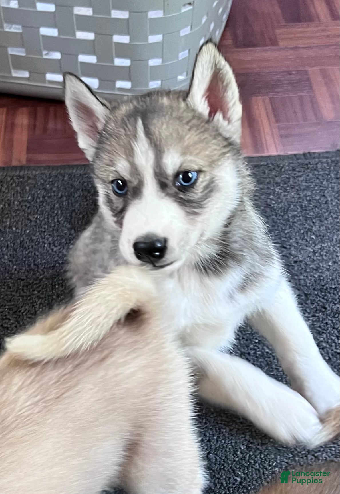 Siberian Husky dogs Echo our little chatterbox  - Ad 1