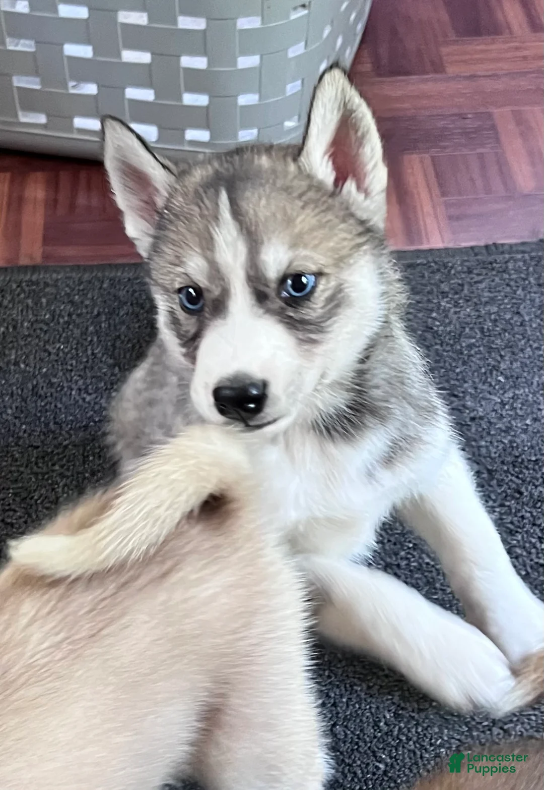 Siberian Husky dogs for sale: Echo our little chatterbox  - Ad 1