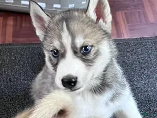 Siberian Husky dogs for sale: Echo our little chatterbox - Ad 1