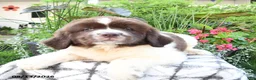 Newfoundland dogs for sale: Moraine - Ad 5
