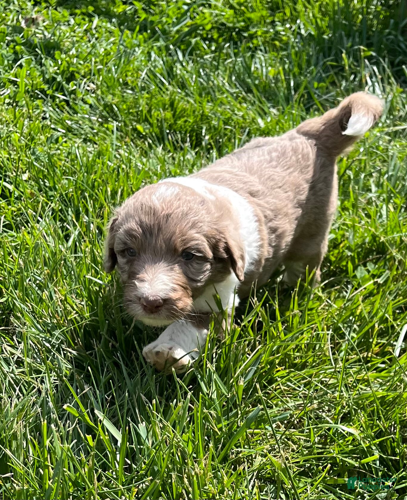 Aussiedoodle dogs Aussiedoodle Puppy 4 - Ad 1