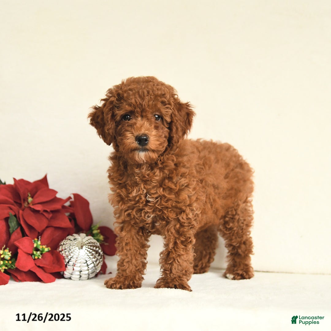 Toy Poodle dogs for sale: Julie  - Ad 1