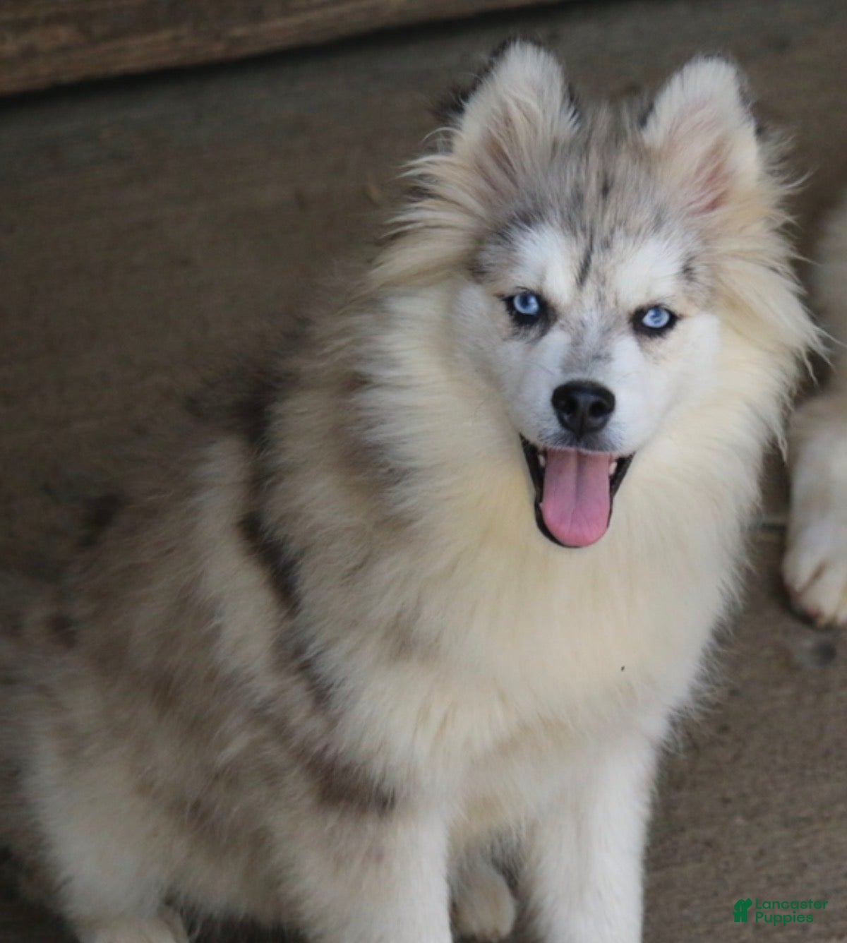 Pomsky dogs Merle female  - Ad 2