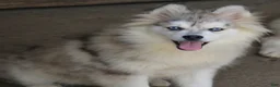 Pomsky dogs for sale: Merle female  - Ad 2