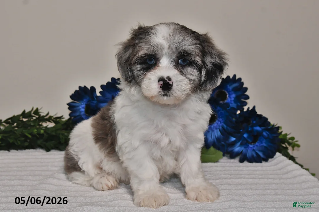 Shihpoo dogs for sale: Ellie - Ad 1