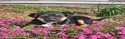 Mixed Breed dogs for sale: Hazel - Ad 2