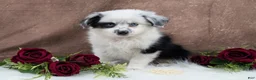 Toy Australian Shepherd dogs for sale: Brandi - Ad 4