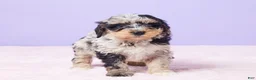 Mini Bernedoodle dogs for sale: Milo - Ad 1