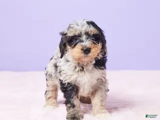 Mini Bernedoodle dogs Milo - Ad 10
