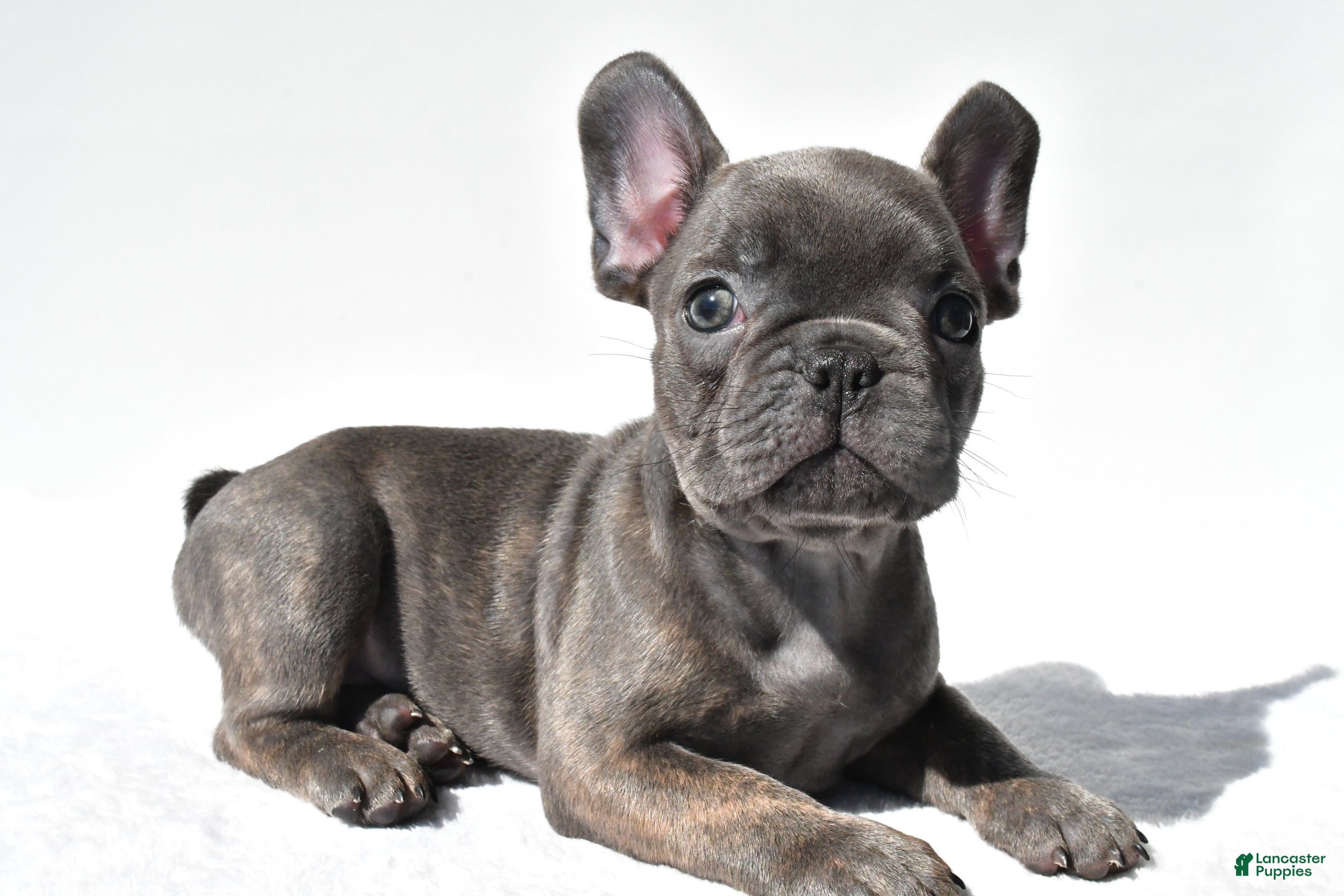 French Bulldog dogs Joey - Ad 1