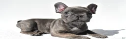 French Bulldog dogs for sale: Joey - Ad 1