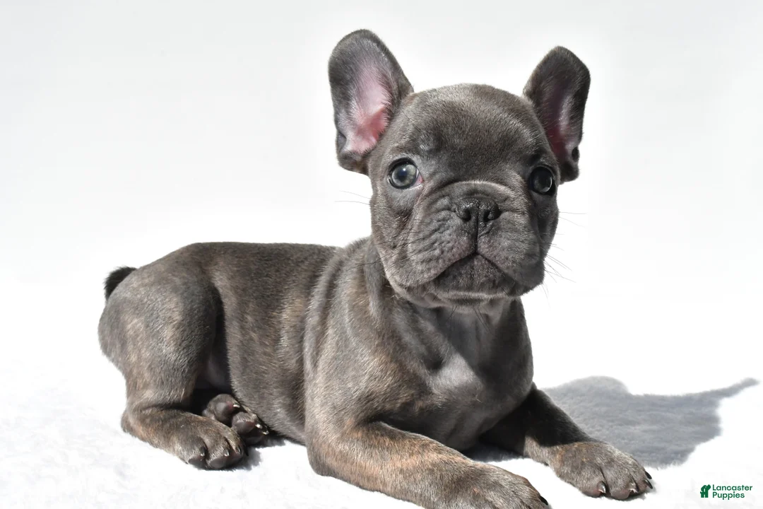 French Bulldog dogs for sale: Joey - Ad 1