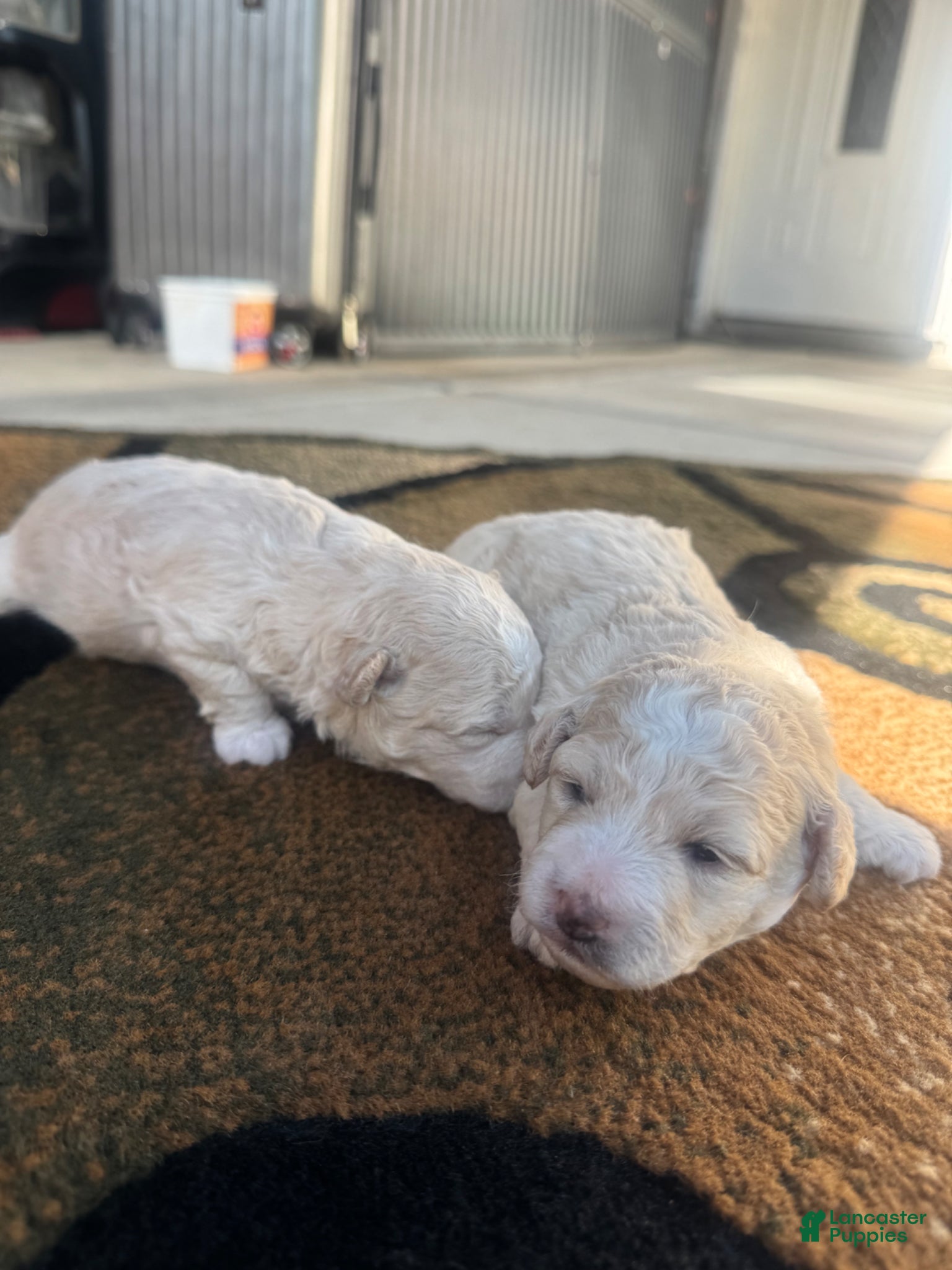 Toy Poodle dogs Toy Poodle Puppy 1 - Ad 20
