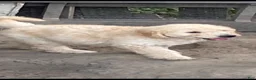Goldendoodle dogs for sale: Goldendoodle 3 - Ad 25