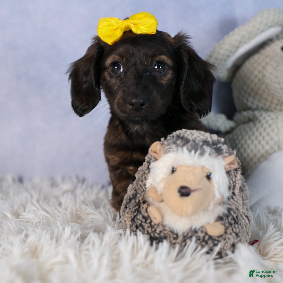 Miniature Dachshund dogs for sale: Cupcake - Ad 9