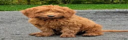 Miniature Labradoodle dogs for sale: Brady - Ad 4