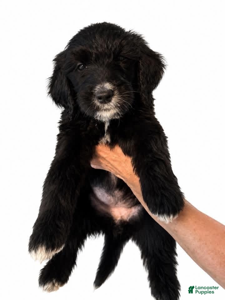 Goldendoodle dogs Yellow - Ad 1