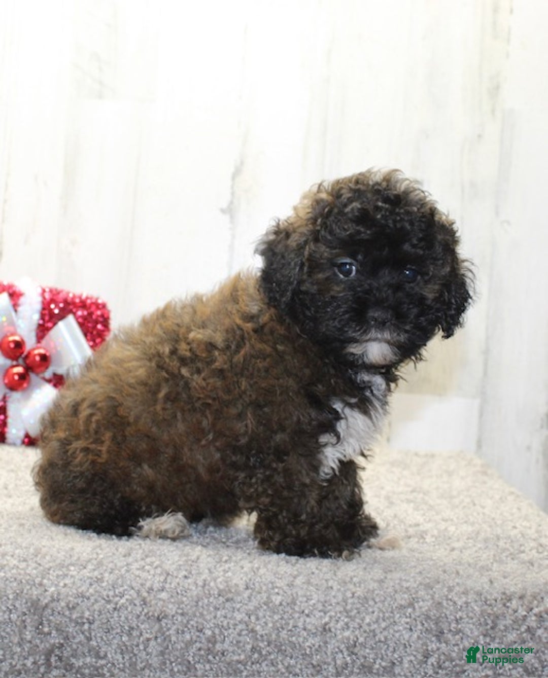 Shihpoo dogs for sale: Beanie - Ad 6