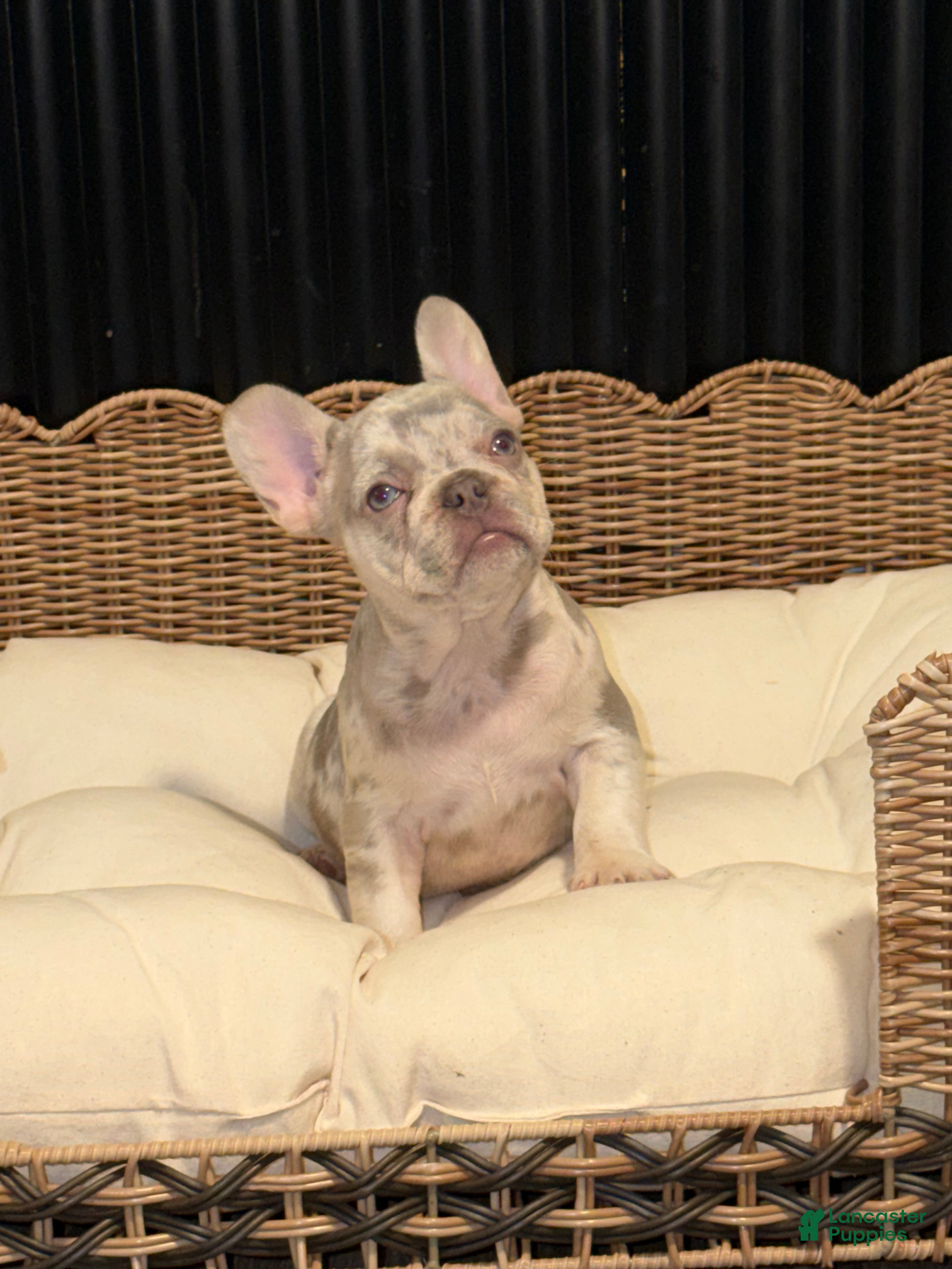 French Bulldog dogs French Bulldog 3 - Ad 1