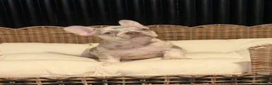 French Bulldog 3