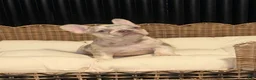 French Bulldog dogs for sale: French Bulldog 3 - Ad 1