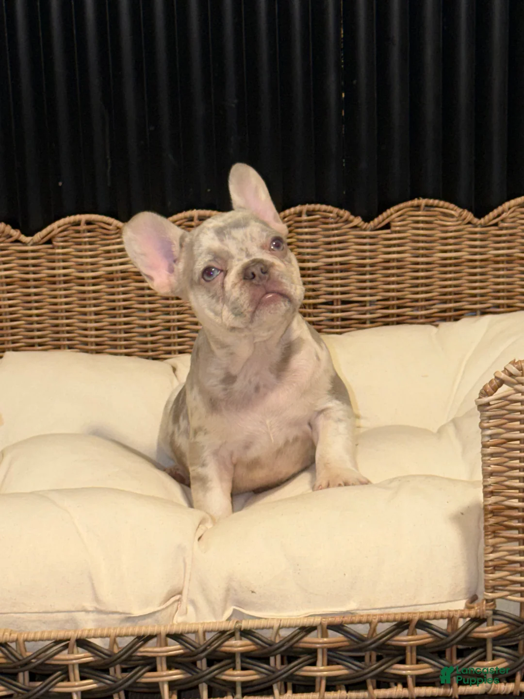 French Bulldog dogs for sale: French Bulldog 3 - Ad 1