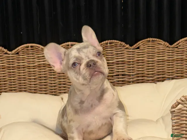 French Bulldog dogs for sale: French Bulldog 3 - Ad 1