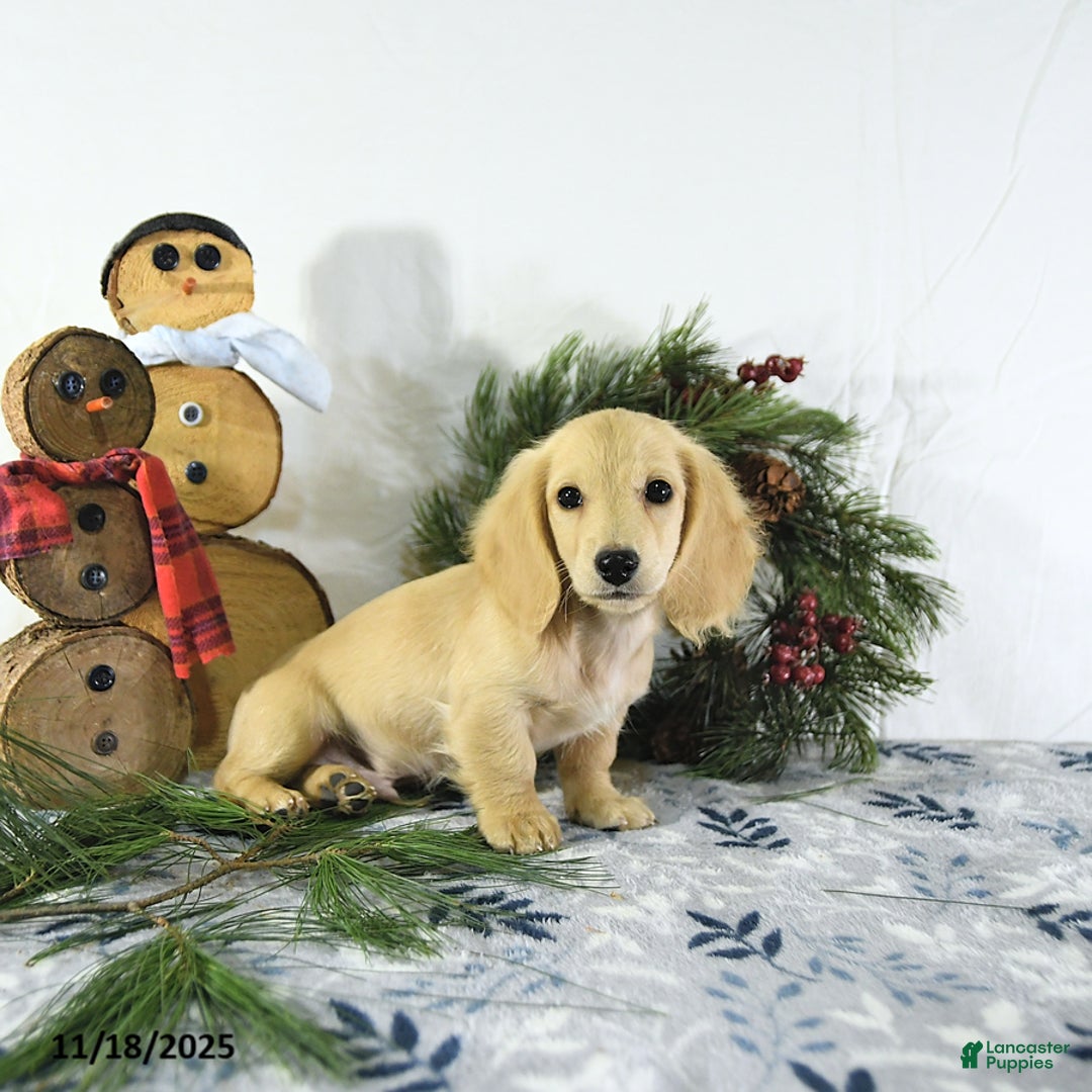 Miniature Dachshund dogs for sale: Ollie - Ad 10