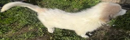 Great Pyrenees dogs for sale: Duke - Ad 3