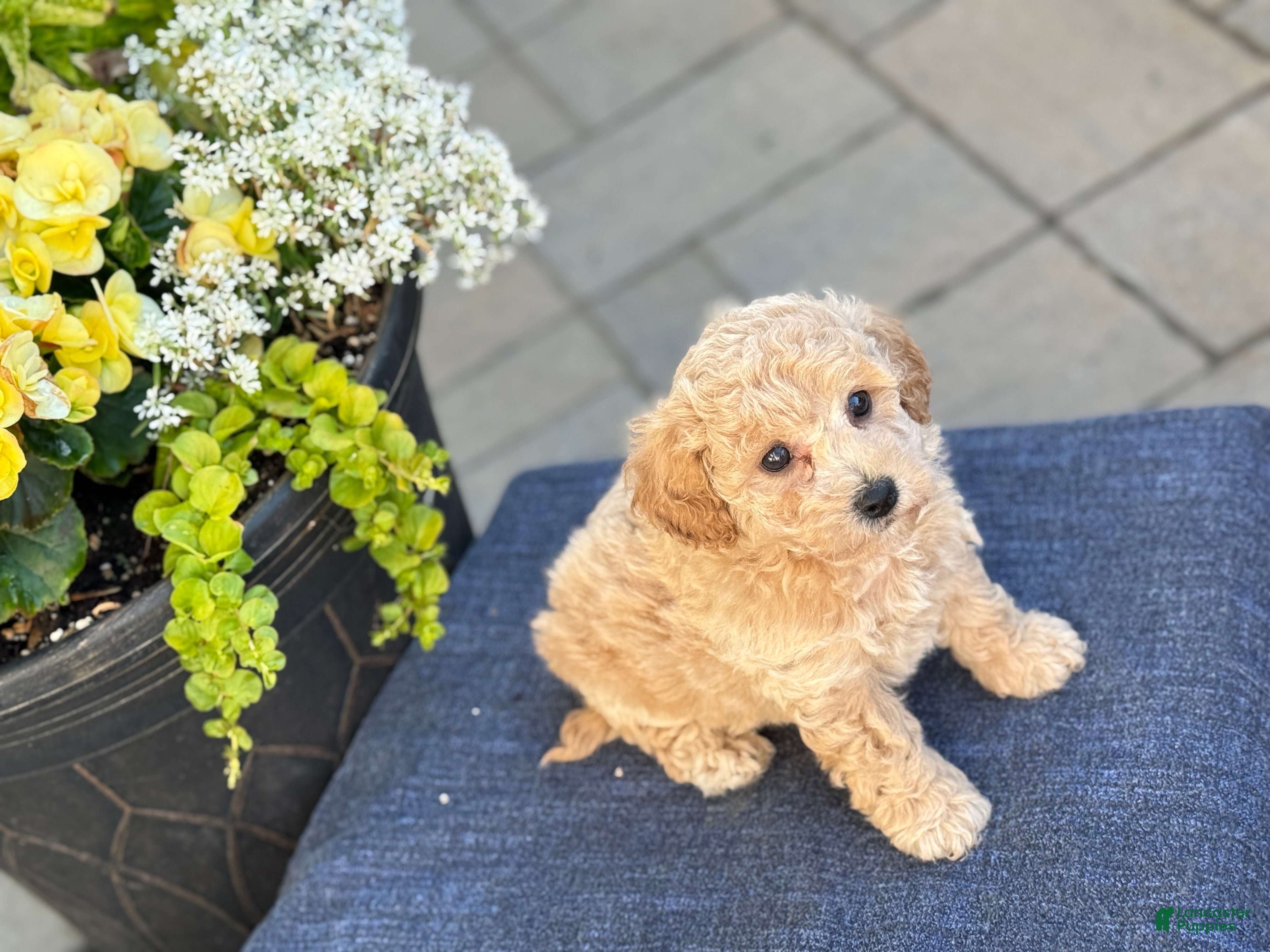 Bichpoo dogs for sale: Finn - Ad 8