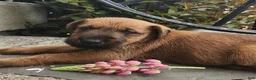 Irish Terrier dogs for sale: Ripley - Ad 4