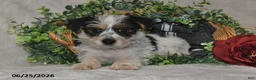 Yorkshire Terrier dogs for sale: Cruz - Ad 4