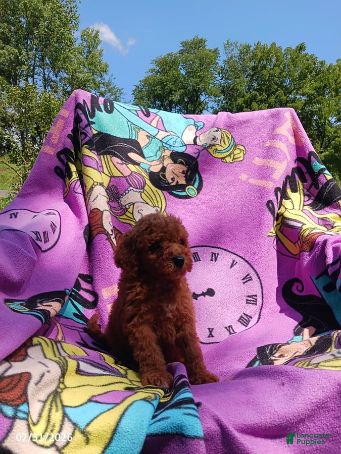 Mini Goldendoodle dogs Ariel - Ad 2