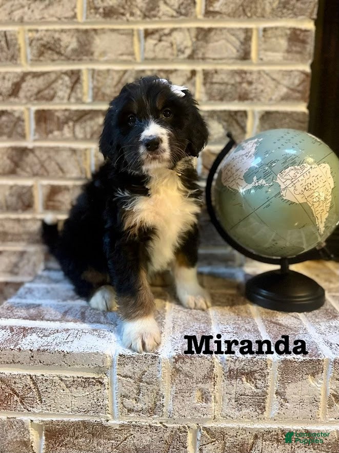 Bernedoodle dogs Miranda - Ad 39