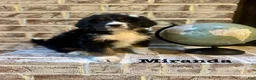 Bernedoodle dogs for sale: Miranda - Ad 1