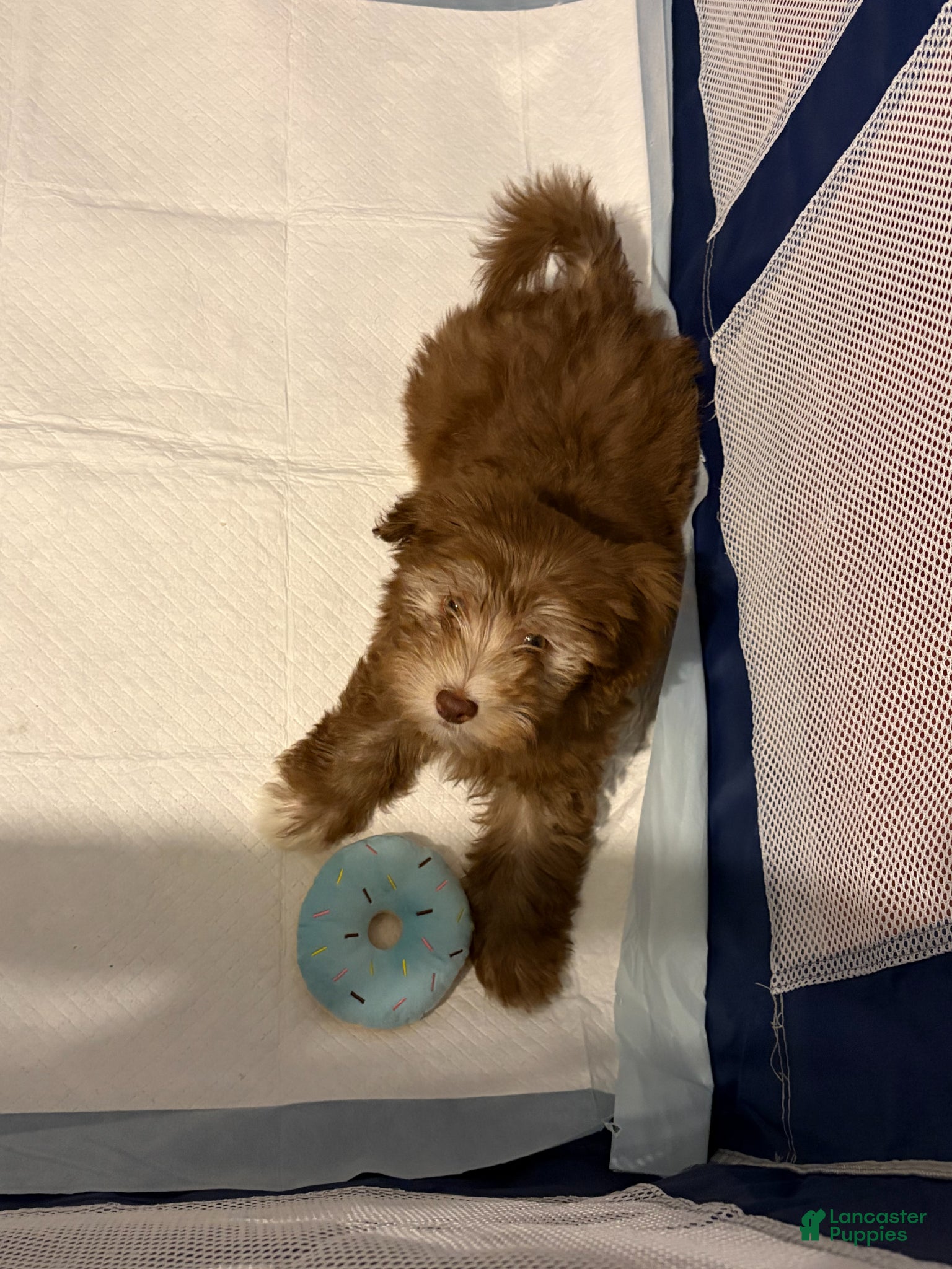 Havanese dogs Sable - Ad 40