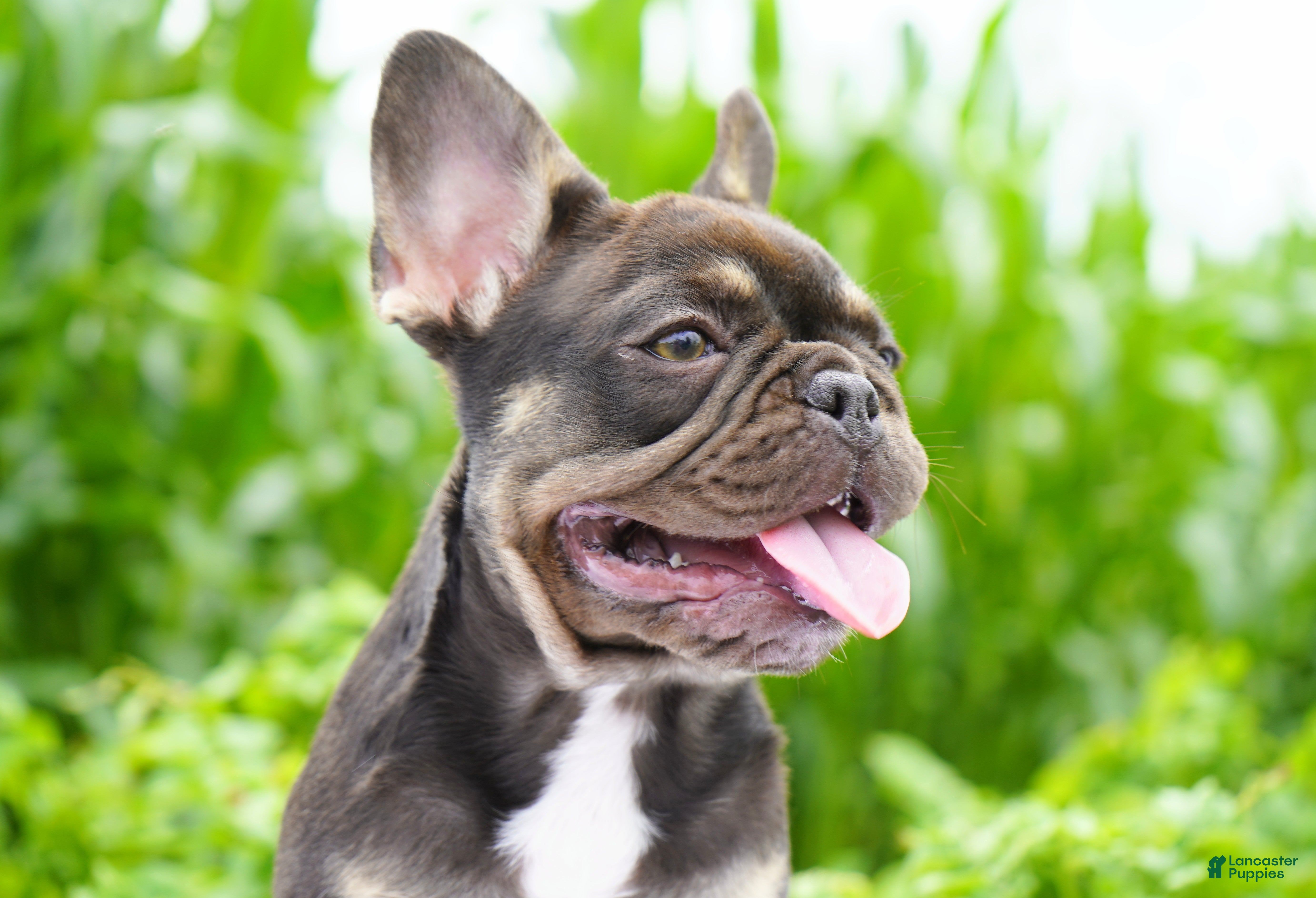 French Bulldog dogs Mochi - Ad 2