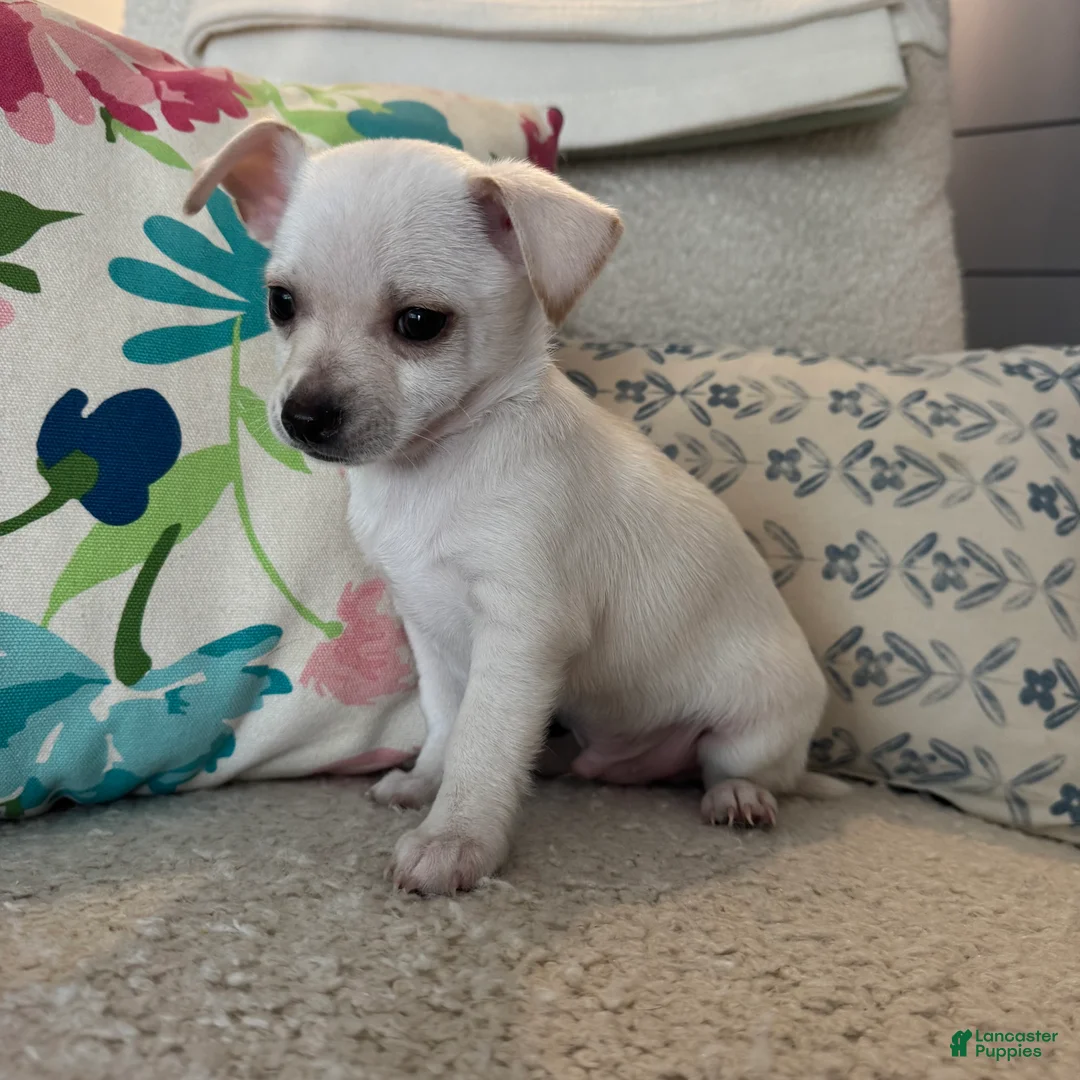 Chihuahua dogs for sale: Benny - Ad 2