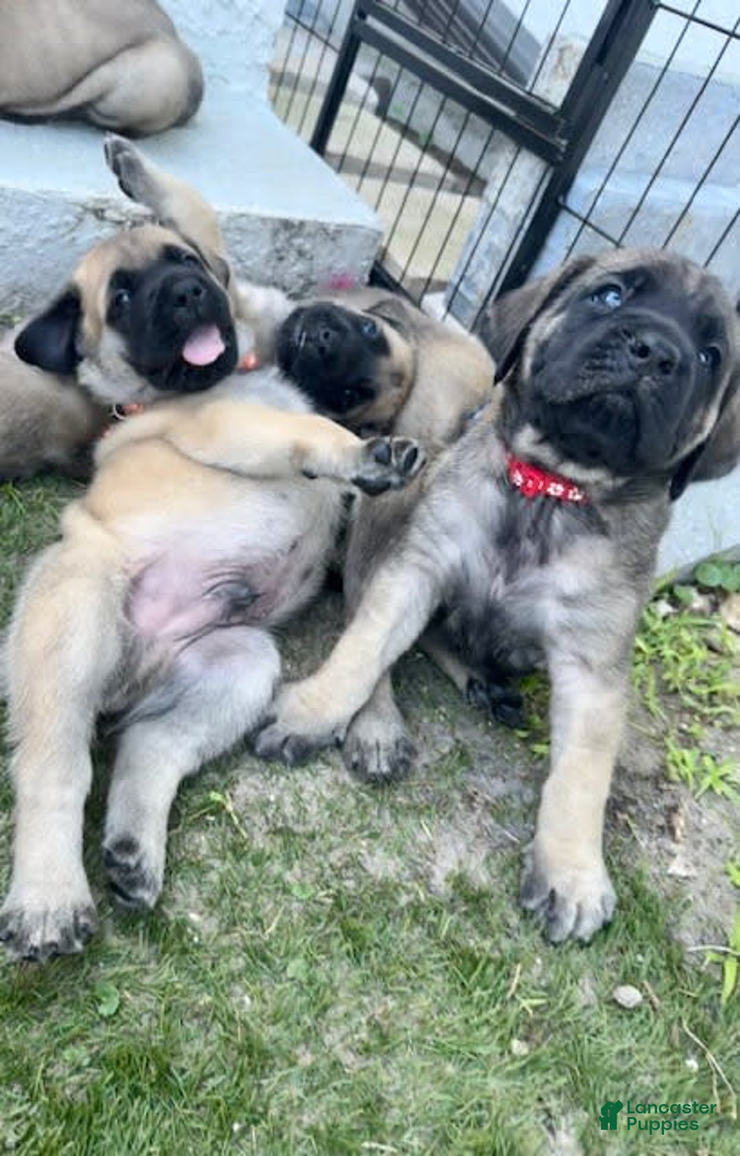 Gallery Image {{count}}