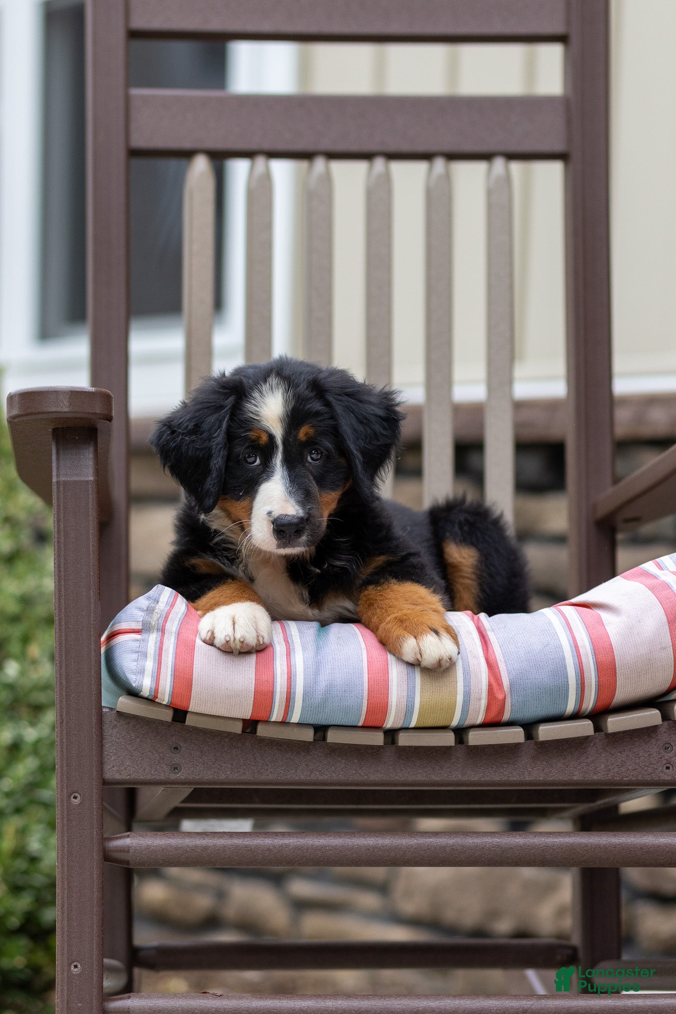 Bernese Mountain Dog dogs Remy - Ad 2