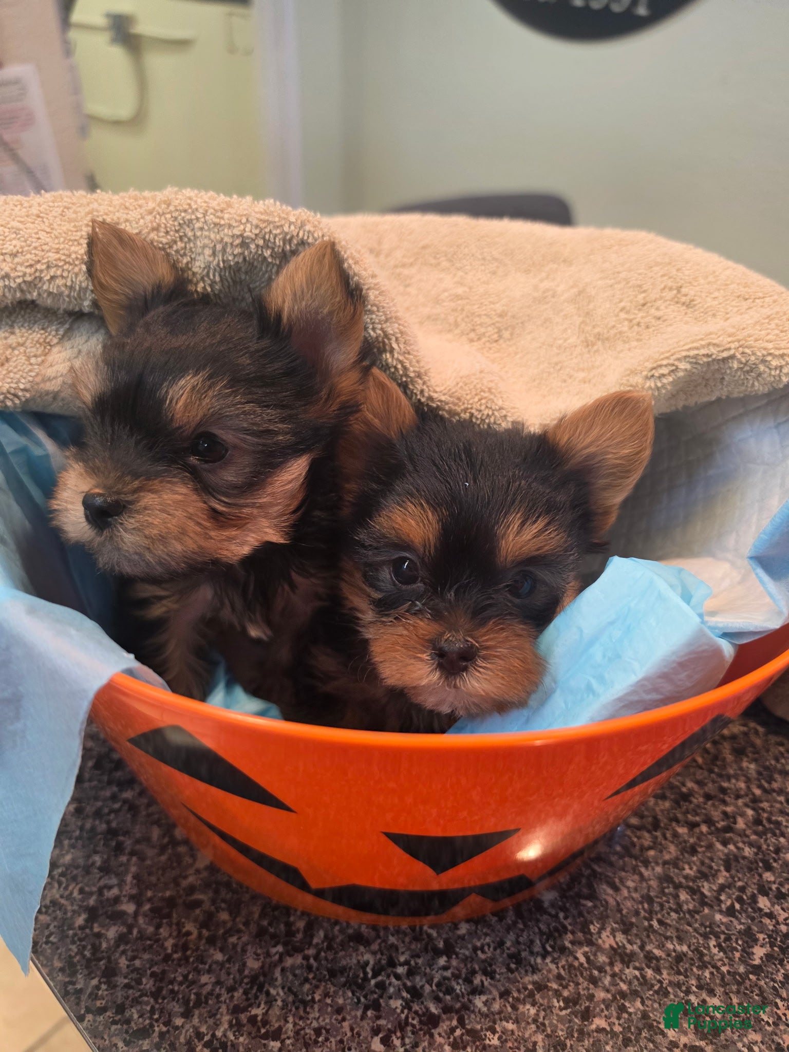 Yorkshire Terrier dogs Yorkshire Terrier 2 - Ad 27