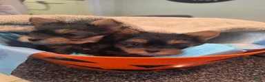 Yorkshire Terrier 2