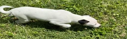 Jack Russell Terrier dogs for sale: Snoopy - Ad 11