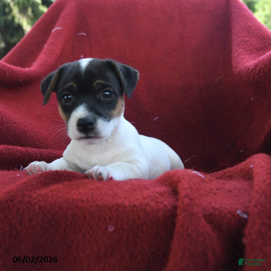 Jack Russell Terrier dogs for sale: Mocha - Ad 3