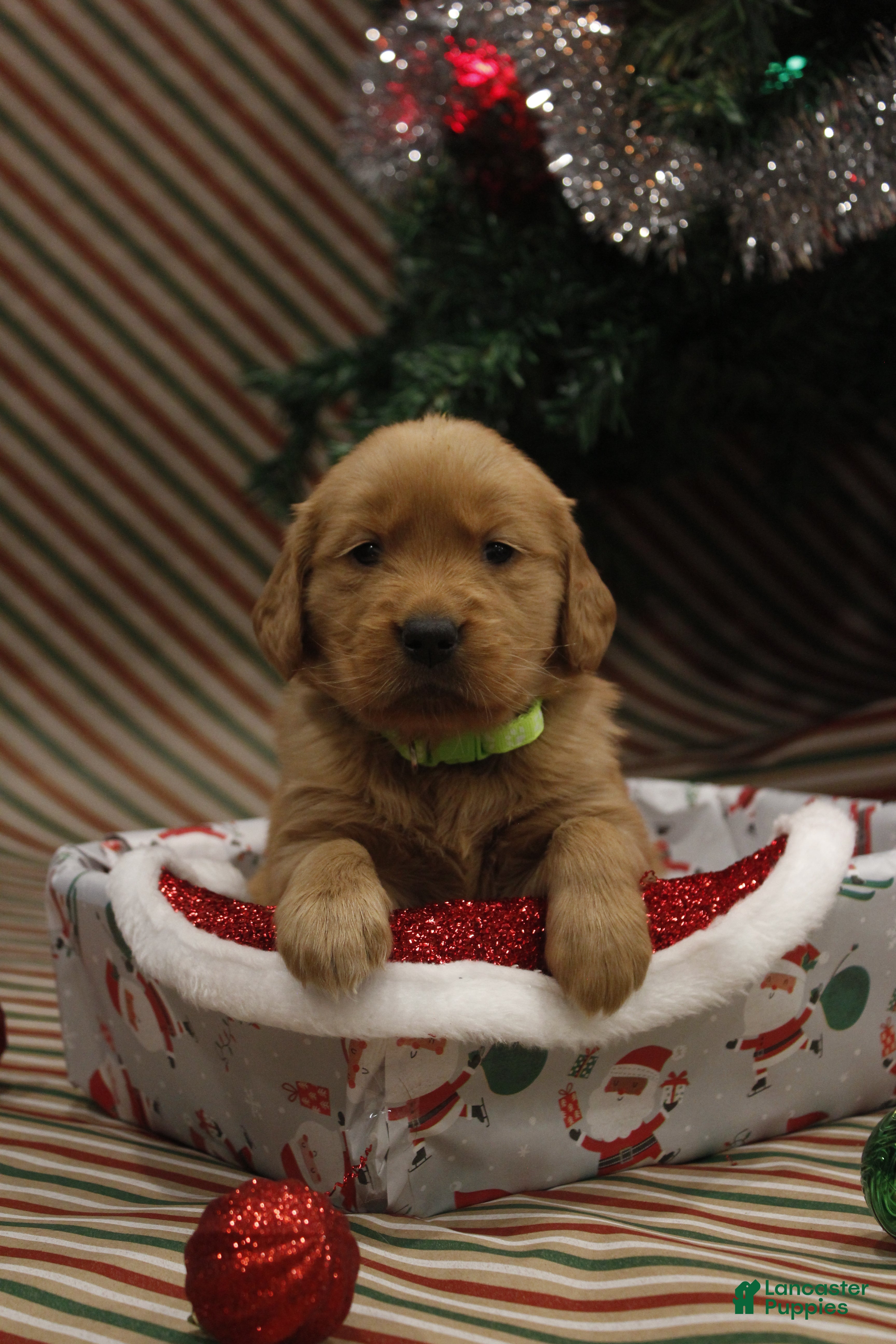 Golden Retriever dogs Joy - Ad 21