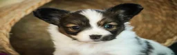 Papillon dogs for sale: Janie - Ad 3